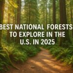 Best National Forests to Explore in the U.S. in 2025